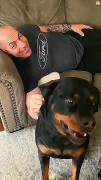 Dogs are the best protectors 🐶🤣 ... #haha #funnyvideos