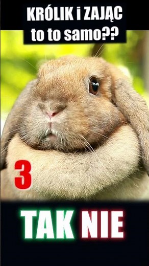 Rabbit or Hare? Or maybe both?