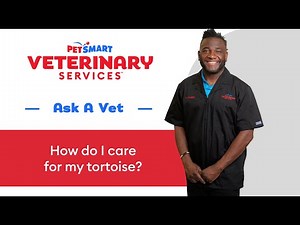 How To Care For A Tortoise | PetSmart Veterinary Services