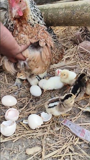 Natural Egg Hatching at Home with Broody Hen 🐔🥚 Full Process #shorts