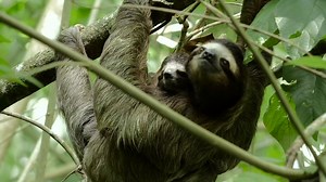 Did you know food can take up to a month to move all the way through a sloth’s 🦥 digestive system? These slow moving mammals have a low metabolic rate compared to the size of their bodies, and have many built in features to help conserve energy. Mainly herbivorous, sloths eat a diet of leaves, fruit, and fresh green shoots, as well as the occasional larval insect or bird egg. | Rainforest Trust