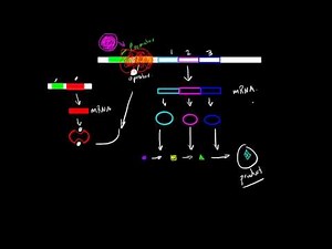 Structure of Operon Video Lecture | Biology for ACT