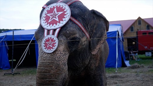 Wild animals banned from circuses in Wales
