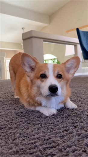 187_The dumpy has a mind of its own! We've been using the Brain Training For Dogs course as a means to keep Hammy's skills sharp while also making him more receptive to commands in a short #fypシ #fyp #love #foryou #trending #trendingpost #trendingnow #trendingreel | Kiera Adams