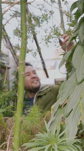 Are coffee grounds good for plants? ☕️🪴 We are often told to add used coffee grounds to garden soil to perk up plants. But the science doesn’t support this, says James Wong. Coffee grounds, even after brewing, are still a rich source of caffeine. This compound seems to be produced by coffee bushes – at least in part – as a herbicide to suppress the growth of smaller competing plants. The phenomenon is called allelopathy and is a strategy loads of plants have evolved to help reduce the competiti