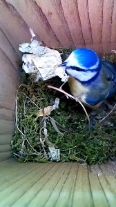 120K views · 2.2K reactions | She doesn't seem happy with that piece of woodchip 調樂 #wildlife #birdwatching #nature #birdhouse #birds | Nest Box Live | Facebook