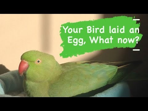 YOUR BIRD LAID AN EGG, WHAT NOW? What causes egg laying, what to do about it and how to prevent it.