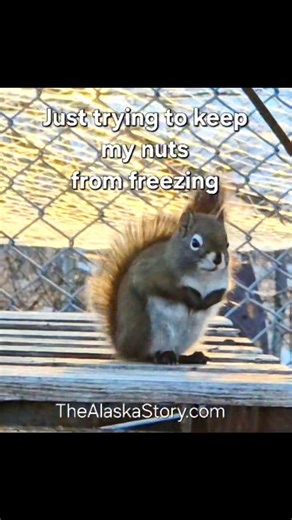 This squirrel is Alaska tough. | The Alaska Story