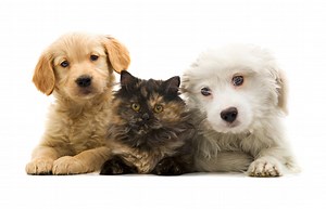 10 chansons pour les amoureux des animaux