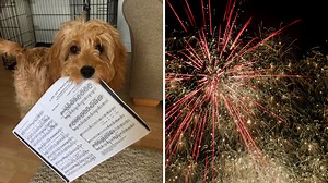 Classical music really does help calm pets during fireworks. Here’s the proof…