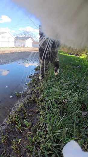 Cat Camera Collar for Meowing Cats | Sounds to Attract Cats