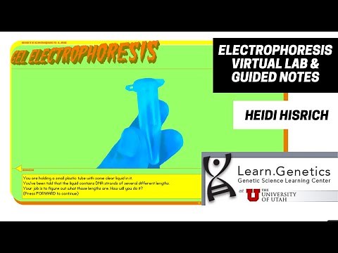 Electrophoresis Virtual Lab & Guided Notes