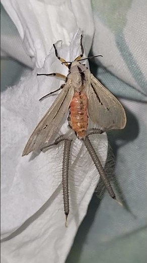 Crazy Creatonotos moth SCENT plumes