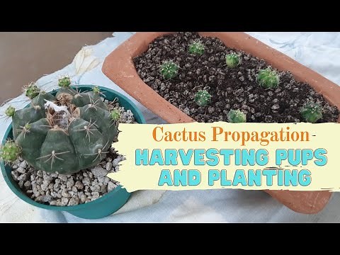 Propagating Cactus Pups - Harvest and Planting
