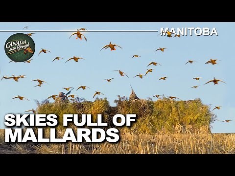 Hunting Skies filled with Waterfowl in Manitoba | Canada in the Rough