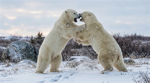 Watch what happens when two polar bears clash over territory