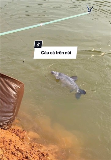 Buổi câu khai trương bất ổn #chungnguyenfishing #fishing | fishing