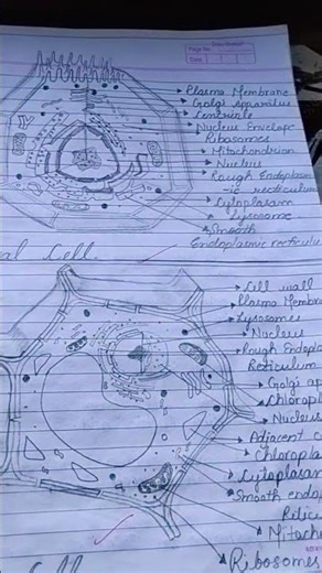 class 9th # important pant and animal cell diagram @ pencil drawing🧬🧬🧬🧬