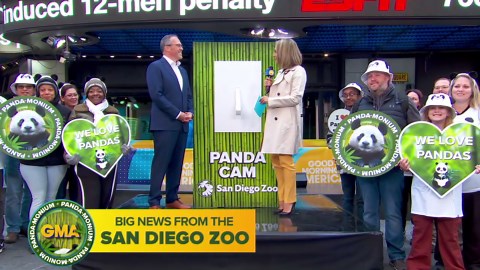 San Diego Zoo panda cam showcased in Times Square