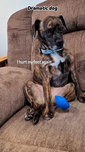 He’s giving full Oscar performance today.#dog #dramaticdogs #funny #dogbehavior #foryou | Funny pets