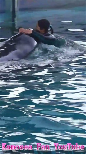 ララと超ラブ♥ラブ♥ #Shorts #鴨川シーワールド #シャチ #kamogawaseaworld #orca #killerwhale