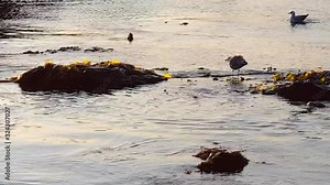Seagull standing in a pool of moving sea water. Wind blowing seagull feathers. Sea bamboo and kelp in lying on the beach in water. Seagull flying up and landing in sea water. Movement in sea water.