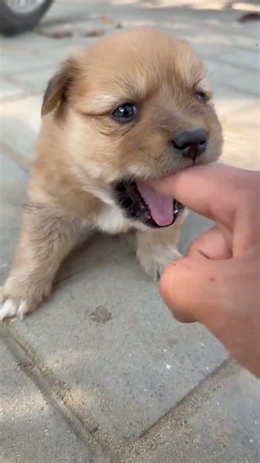 Cute Mexica Plush Dancing Cactus Electric Plush Toy 📸 Why do my fingers smell so 😂 P254