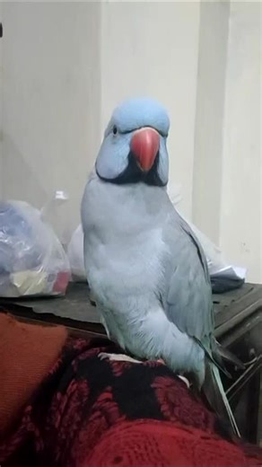 Talking Bird Care Tips for Enthusiasts