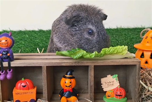 No tricks, just this cute face and her lettuce treat! 😄 | Perry's Backyard Cavies