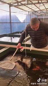 🥶🥶 Fish Hibernating 🥶🥶 | AKVARYUM Bilgi Paylasim