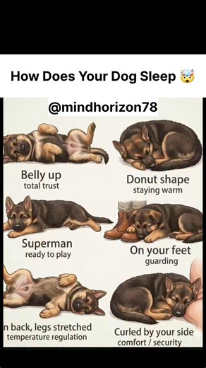 How Does Your Dog Sleep 🤯" #pets