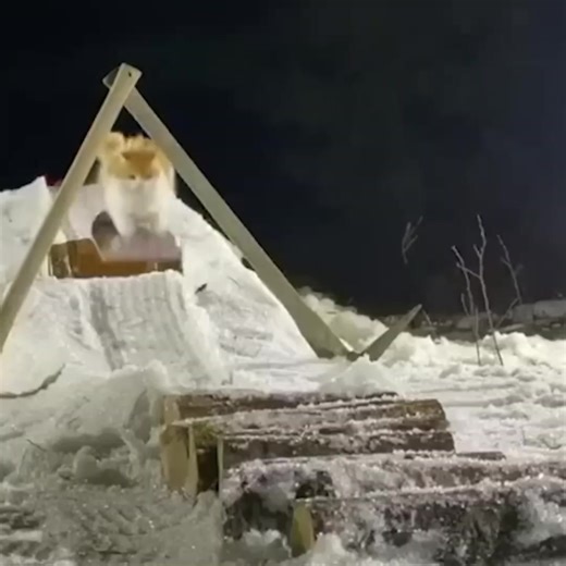 Funny Cats in Winter with Pizza Tower Sounds