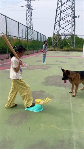 Playful Dogs Enjoying Ball Games