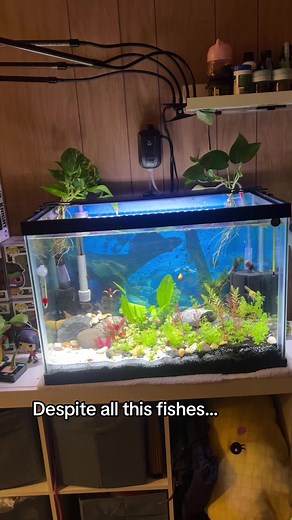 Zeus: My Betta Fish's Recovery Journey from Fin Rot