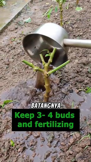 Cara unik petani cina #fyp #fbpro #petani | Handika Vratama