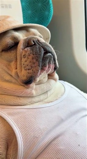 Uncle A-Yong dozes off right after eating on the high-speed train. #dog #funny #pet