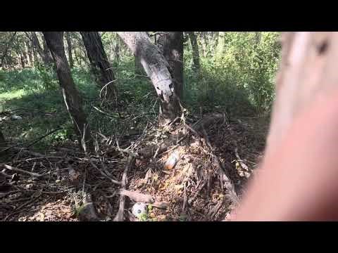 Pushing Over Dead Trees in The Woods and Exploring