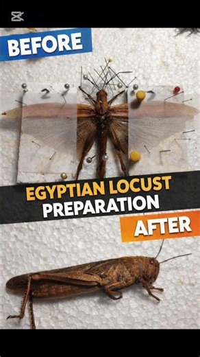 Egyptian locust preparation #insects #insect #nature #locust #crichet