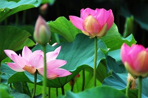 芥川龍之介「蜘蛛の糸」｜考察｜なんと芥川も間違えていた仏教のお話