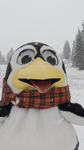 1K views · 12 reactions | Penguin Pete, Diamond Peak's beloved...