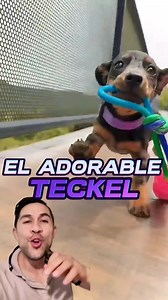 Con ustedes uno de los perros más adorables: El Teckel 🥰🐶 #perros #mascotas #perrosfelices #educacioncanina #perrofeliz #perrosgraciosos #educacioncanina #entrenamientocanino #obedienciacanina #teckel #perrosalchicha | EduCan Training