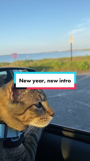 New year, new intro. To all of Loki’s new followers: here is your introduction to some of the characters who appear in our videos 😸 #catsoftiktok #cutecats #catlover #catsarethebest