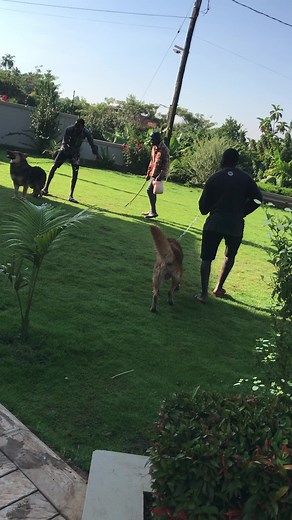 Walking a German Shepherd in a Beautiful Backyard