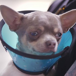 Where did this tiny dog's testicle go? 👀 Dr Scott will need to perform surgery to locate it, but during surgery Biggie's breathing goes dangerously low... 💔 | Vet On The Hill