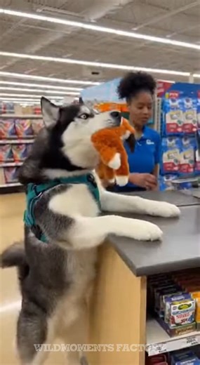 Has anyone else’s dog mastered the art of the public protest? I think they’re planning to file a formal complaint with the manager. Someone send help (and maybe a squeaky toy). 🛒🐕🚨#huskylife #dogtantrum #dramaqueen #huskygram #petstoreproblems #dogparents #siberianhusky #funnydogs #talkingdog #huskydrama | WildMoments Factory