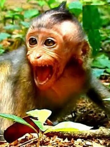 Cute Baby Monkeys: Adorable Moments with Jade and Anna