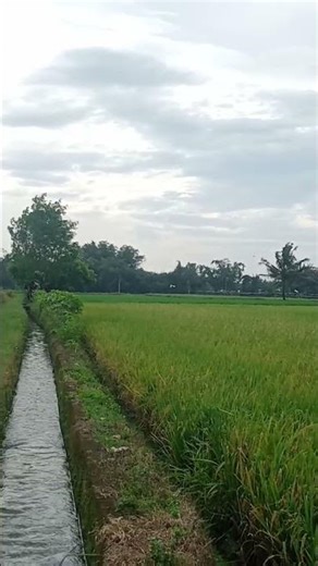 Soft Wind Through Green Fields 🌬️-Angin lembut yang berhembus di sawah hijau#shorts