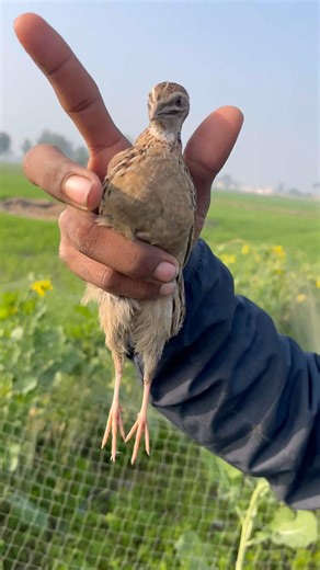 Batair ka shikar jall ka sath netting quail with best English pointer #shorts