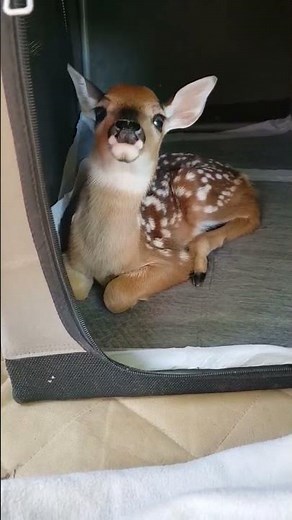 Baby Deer Rescue #4 | Hickory Haven Fawn Rescue #babyanimals