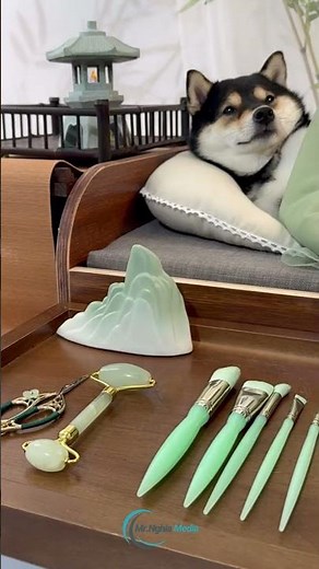 The Ultimate Guide to Grooming Your Shiba Inu Like a Star!